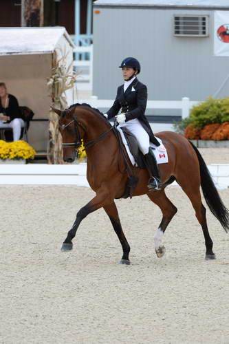 Dressage-at-Devon-9-27-13-4976-JillIrving-Degas12-DDeRosaPhoto