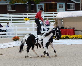 Dressage-at-Devon-9-27-13-4996-DDeRosaPhoto