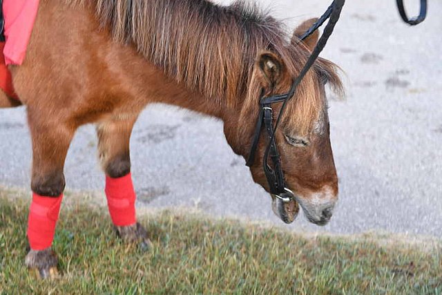 EQUSA-10-01-2021-3915-DDeRosaPhoto