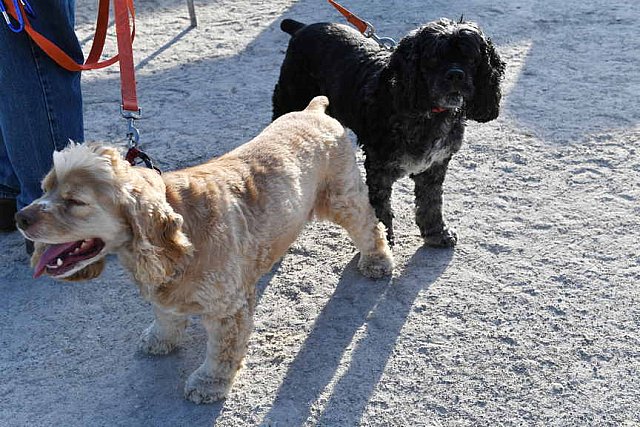 EQUSA-09-30-2021-3877-DDeRosaPhoto