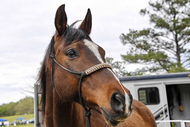 MARLEY'S ROUND UP-4-9-22-8207-DDeRosaPhoto