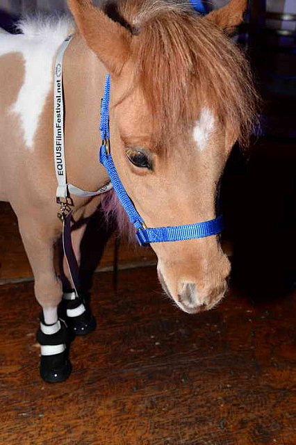 EQUUSFF-11-2016-8135--DDeRosaPhoto