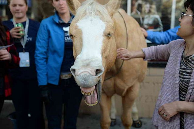 EQUUSFF-11-2016-8189--DDeRosaPhoto