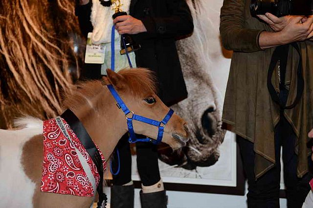 EQUUSFF-11-2016-8675-NinaGlaichevaPhoto