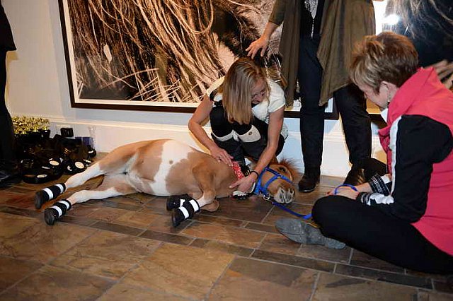 EQUUSFF-11-2016-8758-NinaGlaichevaPhoto