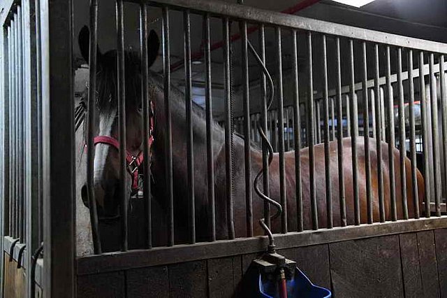 EFF17-11-17-19-17-2959-DDeRosaPhoto