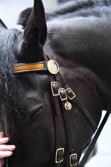 EFF17-11-17-19-17-2747-DDeRosaPhoto