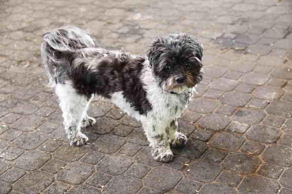 EFF-Canada-7-20-18-6167-DDeRosaPhoto