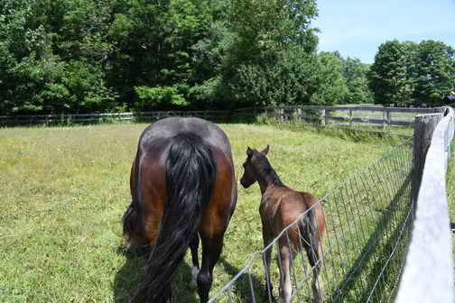 EFF-Canada-7-20-18-6135-DDeRosaPhoto