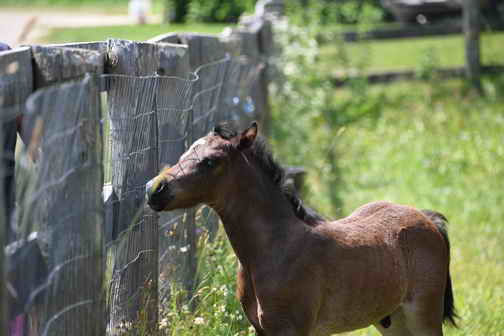 EFF-Canada-7-20-18-6146-DDeRosaPhoto
