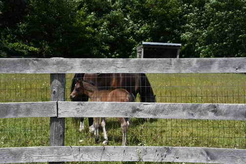 EFF-Canada-7-20-18-6148-DDeRosaPhoto
