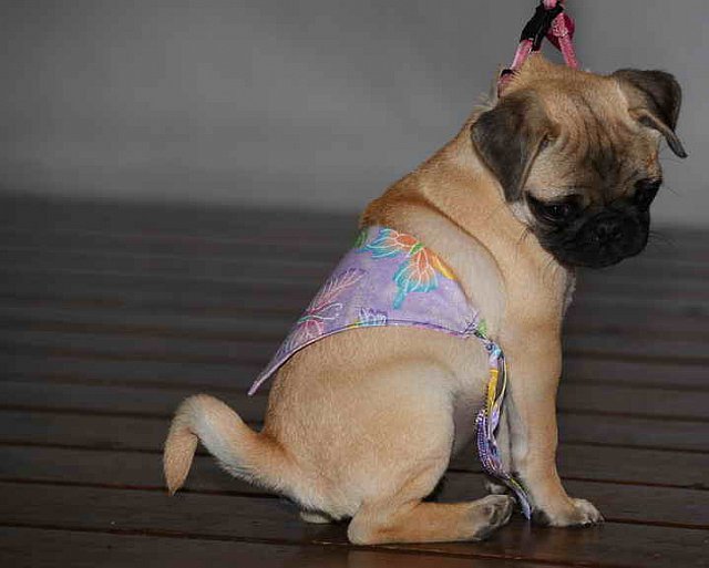 EFF-PA-4-12-19-4672-DDeRosaPhoto