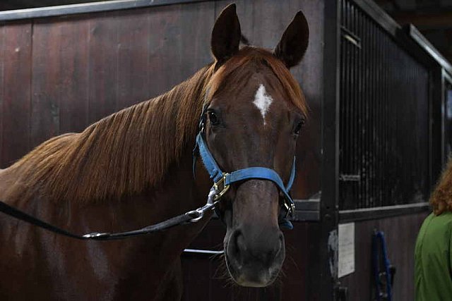 EFF21-11-11-21-6186-DDeRosaPhoto