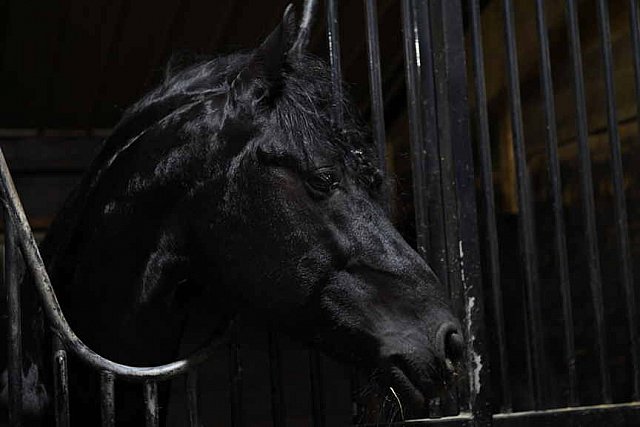 EFF21-11-11-21-6196-DDeRosaPhoto