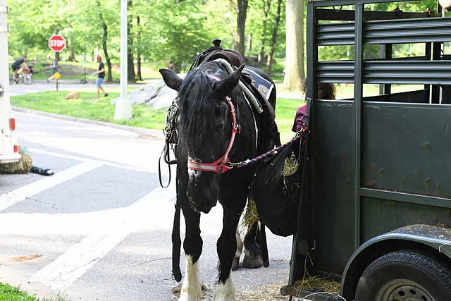 GALLOPNYC-5-22-2022-9385-DDeRosaPhoto