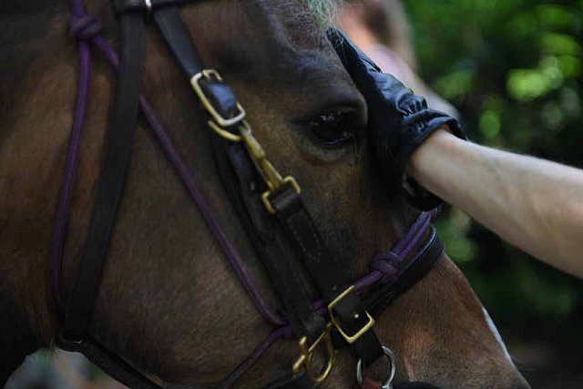 GALLOPNYC-5-22-2022-9444-DDeRosaPhoto