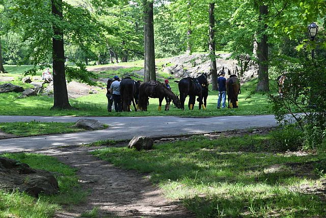 GALLOPNYC-5-22-2022-9475-DDeRosaPhoto