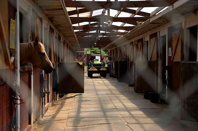 GallopNYC Sunrise-Farm-06-26-22-5202-DDeRosaPhoto