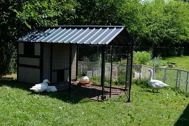 GallopNYC Sunrise-Farm-06-26-22-5207-DDeRosaPhoto