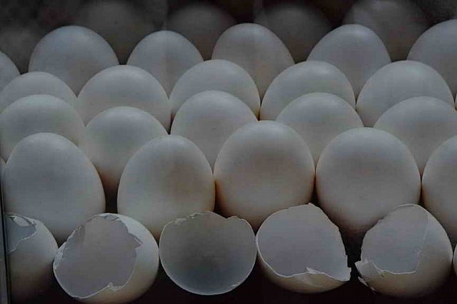 DER 4244-DDeRosaPhoto