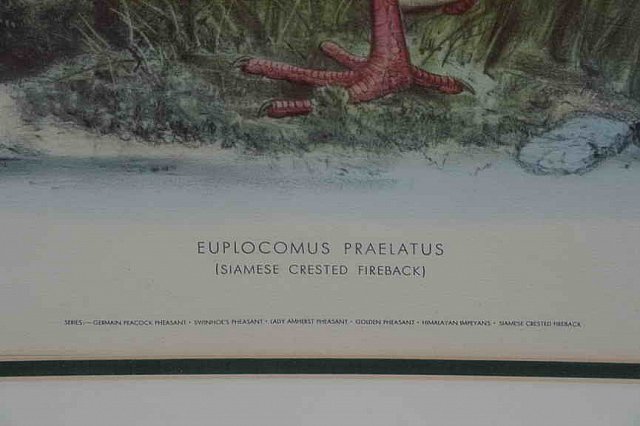 DER 4299-DDeRosaPhoto