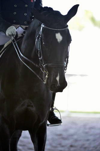 HHB-3-16-13-FL-03410-DDeRosaPhoto