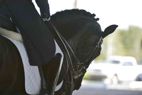 HHB-3-16-13-FL-03465-DDeRosaPhoto