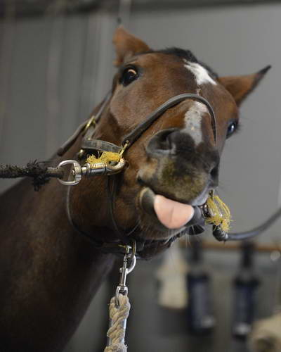 HHB1-10-13-12-9234-EauDeVie-DDeRosaPhoto