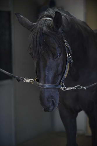 HHB2-10-13-12-0497-Frodo-DDeRosaPhoto