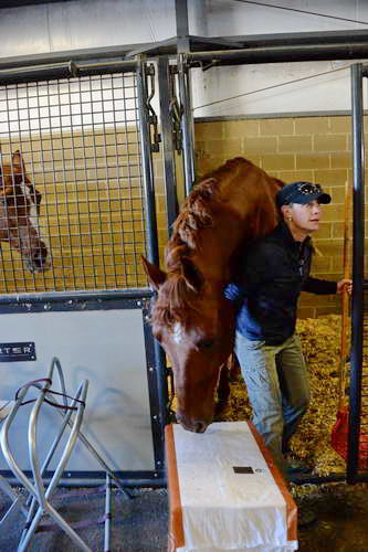 HHB-DressageFinals-11-7-13-0434-DDeRosaPhoto