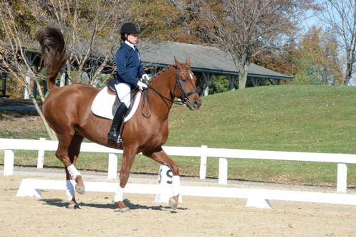 HHB-DressageFinals-11-8-13-0480-DDeRosaPhoto