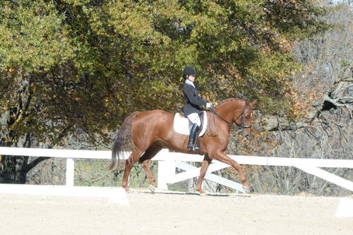 HHB-DressageFinals-11-8-13-0529-DDeRosaPhoto