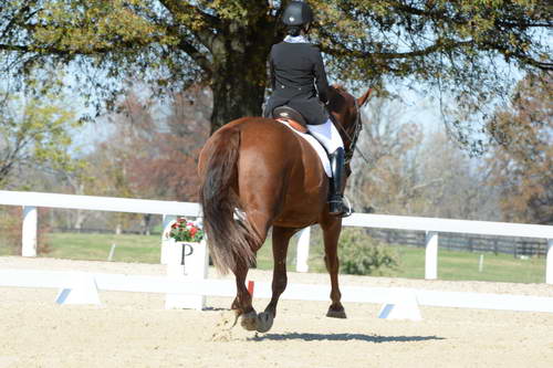 HHB-DressageFinals-11-8-13-0565-DDeRosaPhoto