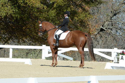 HHB-DressageFinals-11-8-13-0592-DDeRosaPhoto