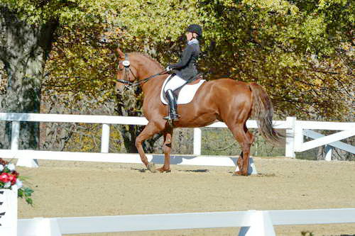 HHB-DressageFinals-11-8-13-0597-DDeRosaPhoto
