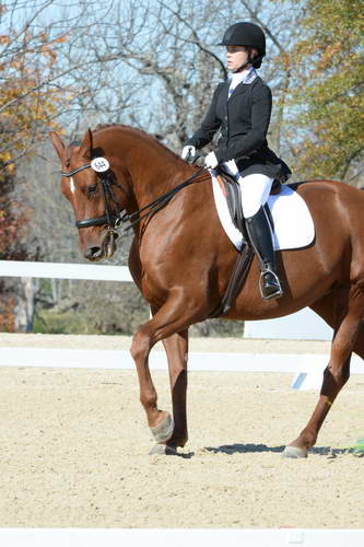 HHB-DressageFinals-11-8-13-0627-DDeRosaPhoto