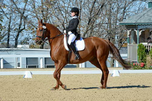 HHB-DressageFinals-11-8-13-0649-DDeRosaPhoto