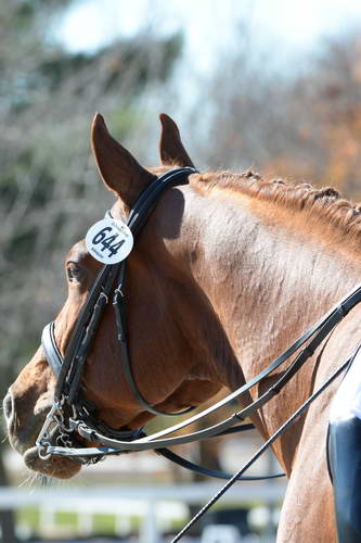 HHB-DressageFinals-11-8-13-0686-DDeRosaPhoto