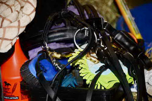 HHB-DressageFinals-11-8-13-0696-DDeRosaPhoto