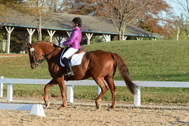 HHB-DressageFinals-11-9-13-2119-DDeRosaPhoto