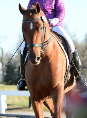 HHB-DressageFinals-11-9-13-2127-DDeRosaPhoto