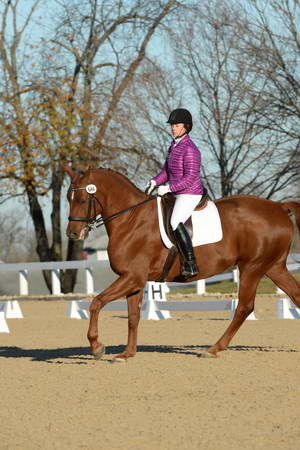 HHB-DressageFinals-11-9-13-2140-DDeRosaPhoto