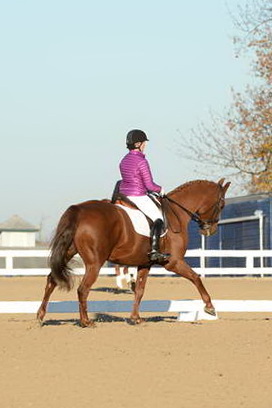 HHB-DressageFinals-11-9-13-2152-DDeRosaPhoto