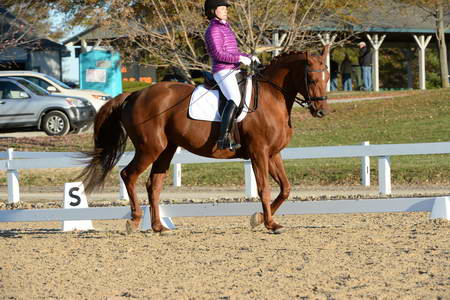 HHB-DressageFinals-11-9-13-2184-DDeRosaPhoto