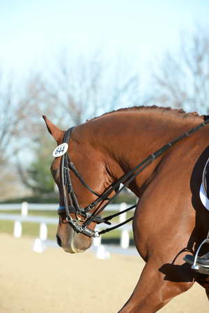 HHB-DressageFinals-11-9-13-2197-DDeRosaPhoto