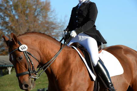 HHB-DressageFinals-11-9-13-2223-DDeRosaPhoto