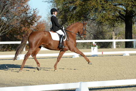 HHB-DressageFinals-11-9-13-2294-DDeRosaPhoto