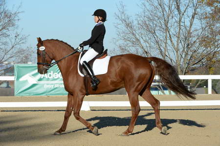 HHB-DressageFinals-11-9-13-2316-DDeRosaPhoto