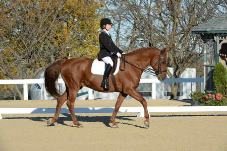 HHB-DressageFinals-11-9-13-2332-DDeRosaPhoto