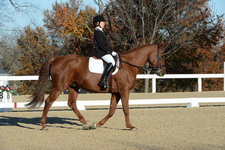 HHB-DressageFinals-11-9-13-2333-DDeRosaPhoto